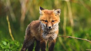 Preview wallpaper fox cub, fox, animal, cute, wildlife