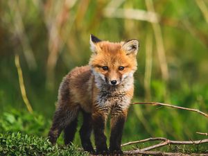 Preview wallpaper fox cub, fox, animal, cute, wildlife