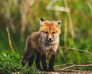 Preview wallpaper fox cub, fox, animal, cute, wildlife