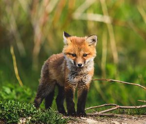 Preview wallpaper fox cub, fox, animal, cute, wildlife