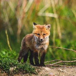 Preview wallpaper fox cub, fox, animal, cute, wildlife