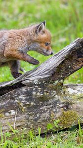 Preview wallpaper fox cub, fox, cute, wildlife