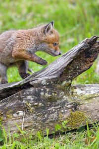 Preview wallpaper fox cub, fox, cute, wildlife