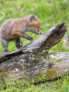 Preview wallpaper fox cub, fox, cute, wildlife