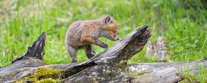 Preview wallpaper fox cub, fox, cute, wildlife