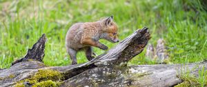 Preview wallpaper fox cub, fox, cute, wildlife