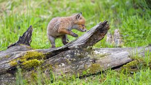 Preview wallpaper fox cub, fox, cute, wildlife