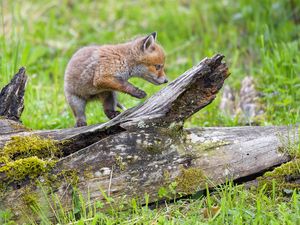 Preview wallpaper fox cub, fox, cute, wildlife