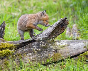 Preview wallpaper fox cub, fox, cute, wildlife