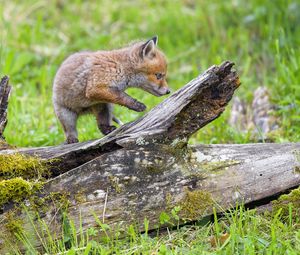 Preview wallpaper fox cub, fox, cute, wildlife