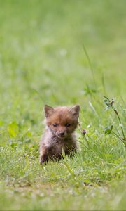 Preview wallpaper fox, cub, grass
