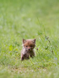 Preview wallpaper fox, cub, grass