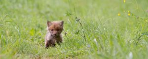 Preview wallpaper fox, cub, grass