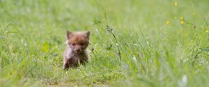 Preview wallpaper fox, cub, grass