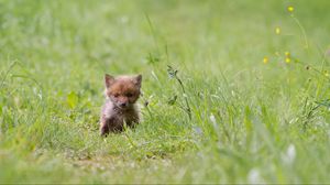 Preview wallpaper fox, cub, grass