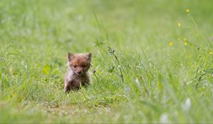 Preview wallpaper fox, cub, grass