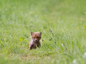 Preview wallpaper fox, cub, grass