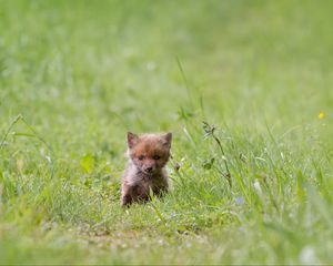 Preview wallpaper fox, cub, grass