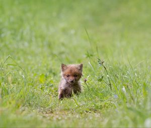 Preview wallpaper fox, cub, grass