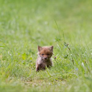 Preview wallpaper fox, cub, grass