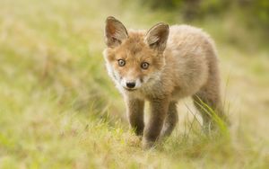 Preview wallpaper fox, cub, grass, look
