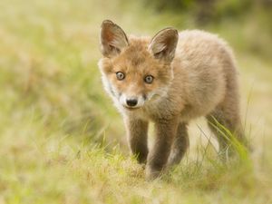 Preview wallpaper fox, cub, grass, look