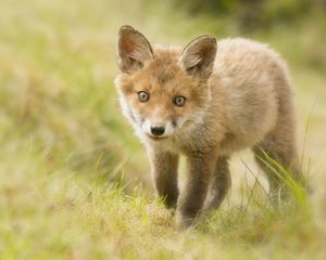 Preview wallpaper fox, cub, grass, look