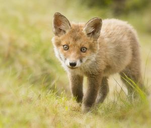 Preview wallpaper fox, cub, grass, look