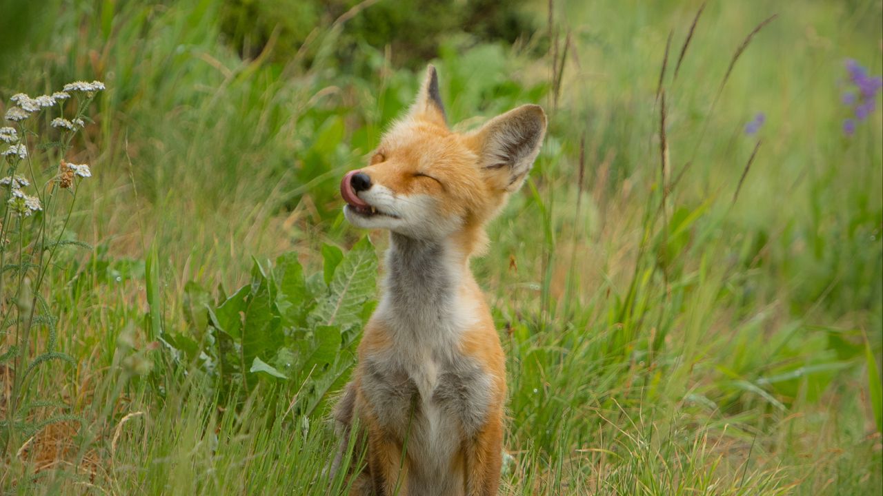 Wallpaper fox, cub, happy, grass