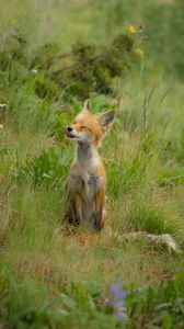 Preview wallpaper fox, cub, happy, grass