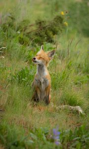 Preview wallpaper fox, cub, happy, grass