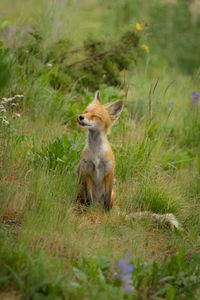 Preview wallpaper fox, cub, happy, grass