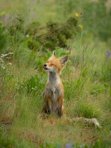 Preview wallpaper fox, cub, happy, grass