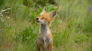 Preview wallpaper fox, cub, happy, grass