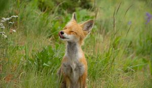 Preview wallpaper fox, cub, happy, grass