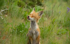 Preview wallpaper fox, cub, happy, grass