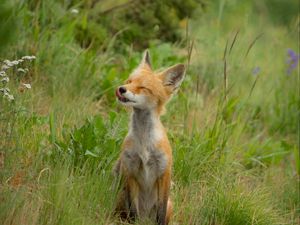 Preview wallpaper fox, cub, happy, grass