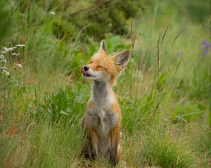 Preview wallpaper fox, cub, happy, grass