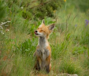 Preview wallpaper fox, cub, happy, grass