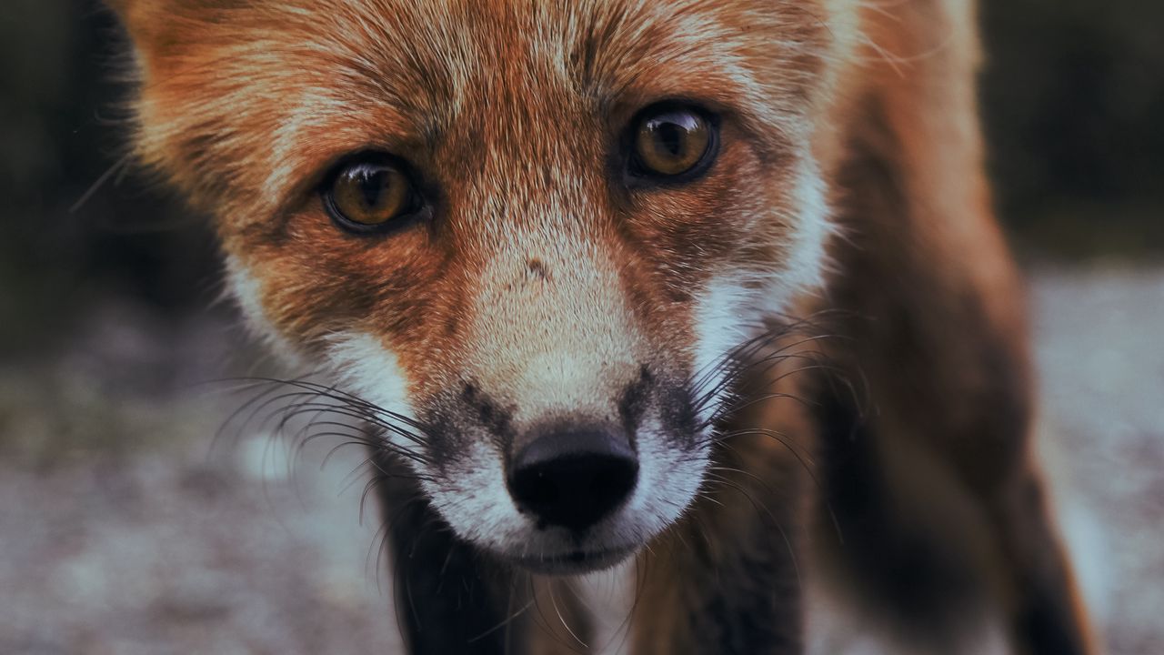 Wallpaper fox, cub, muzzle, look, predator