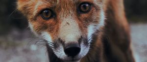 Preview wallpaper fox, cub, muzzle, look, predator