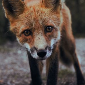 Preview wallpaper fox, cub, muzzle, look, predator