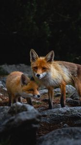 Preview wallpaper fox, cub, predator, animal, stone