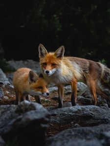 Preview wallpaper fox, cub, predator, animal, stone