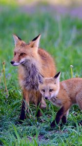 Preview wallpaper fox, cub, predator, animal, grass