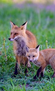 Preview wallpaper fox, cub, predator, animal, grass