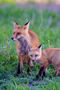 Preview wallpaper fox, cub, predator, animal, grass