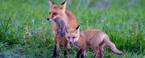 Preview wallpaper fox, cub, predator, animal, grass