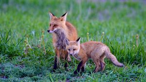 Preview wallpaper fox, cub, predator, animal, grass