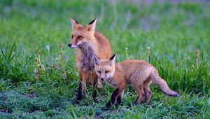 Preview wallpaper fox, cub, predator, animal, grass